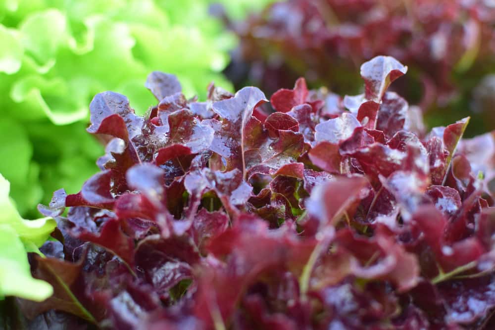 Childhood Lies facts