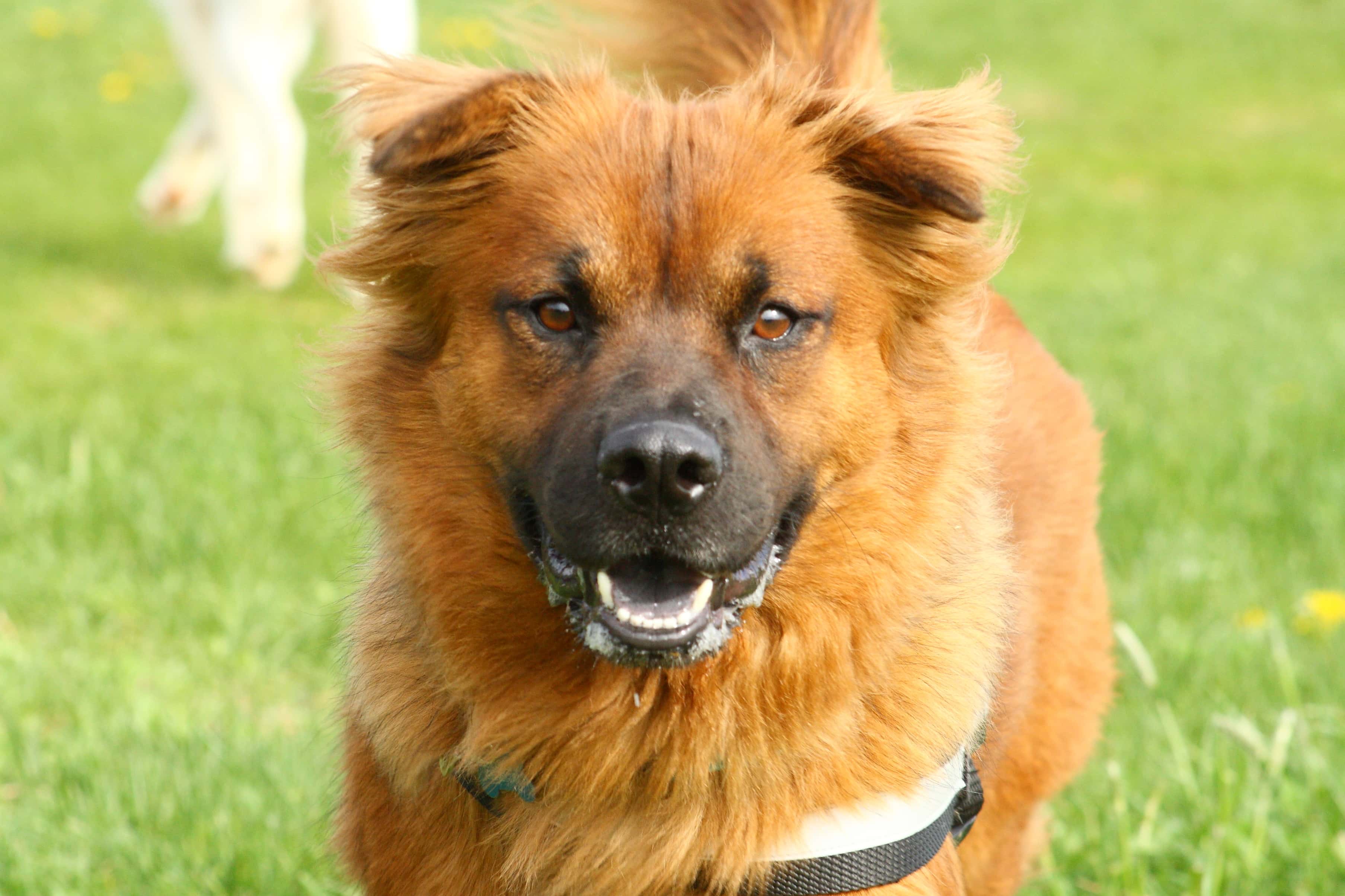 Chelsea Handler facts