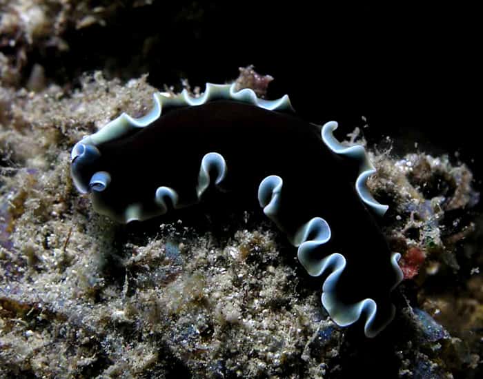 Surprising Animal Facts