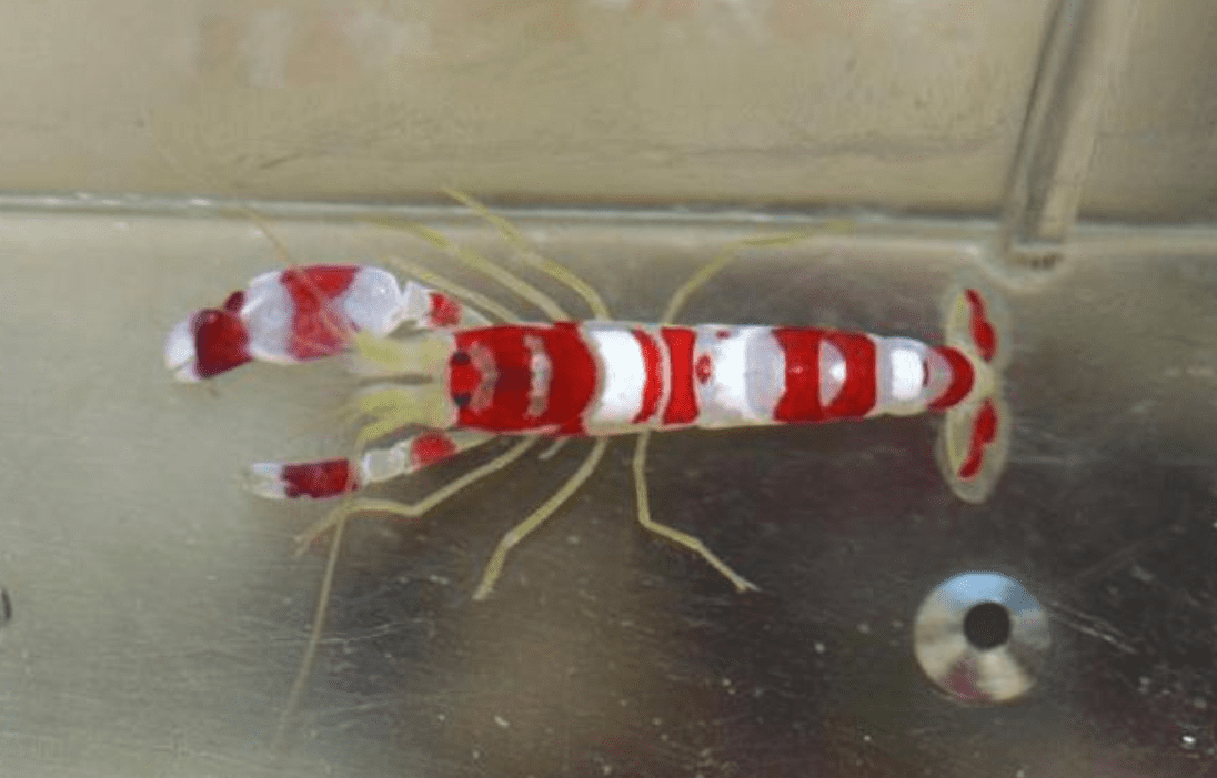 Surprising Animal Facts