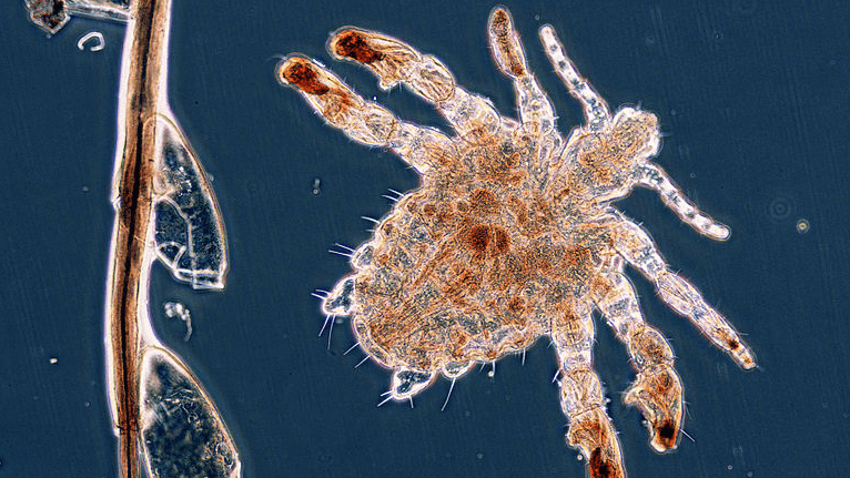 Surprising Animal Facts