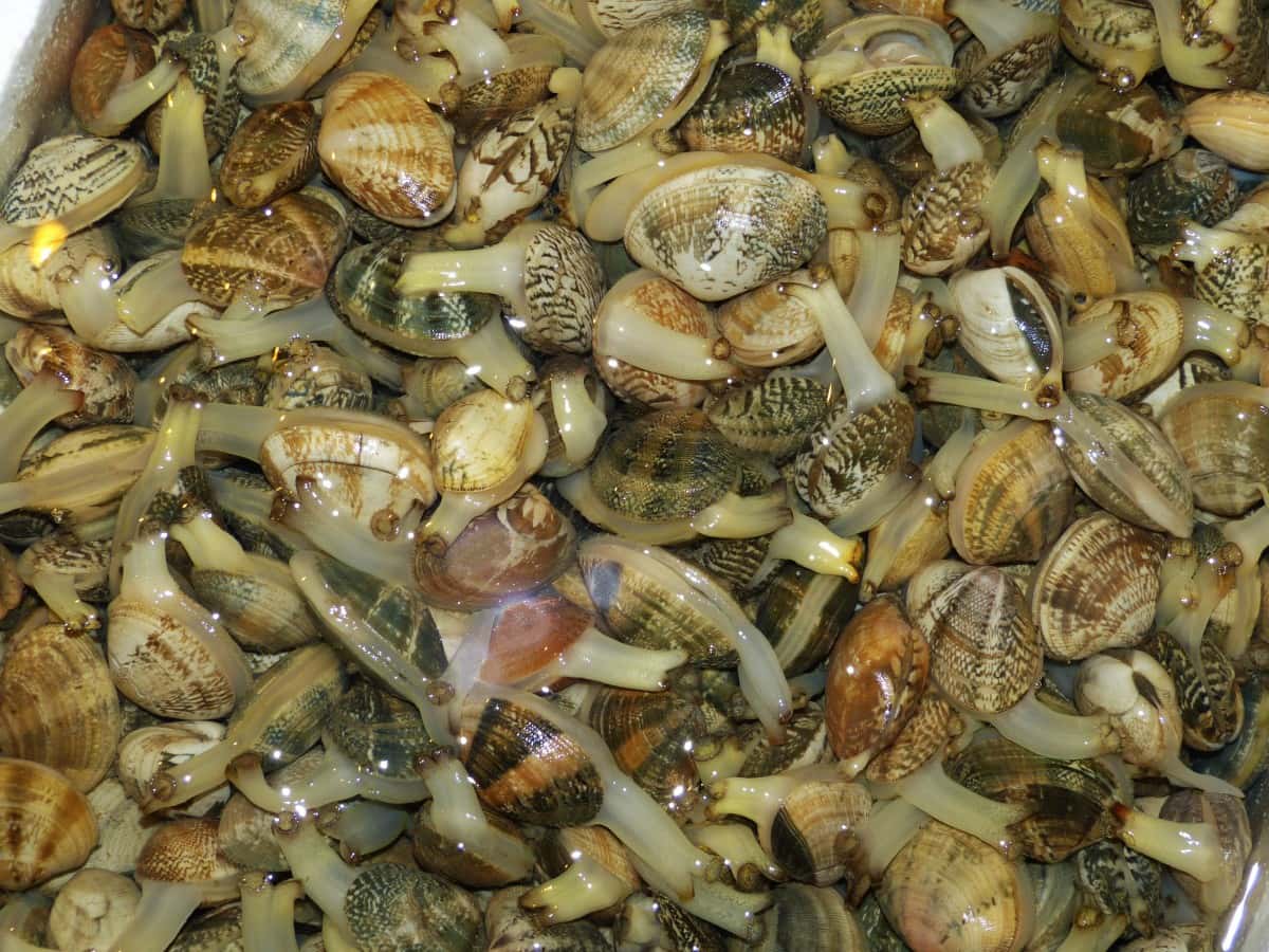 Worst Thing Eaten Facts