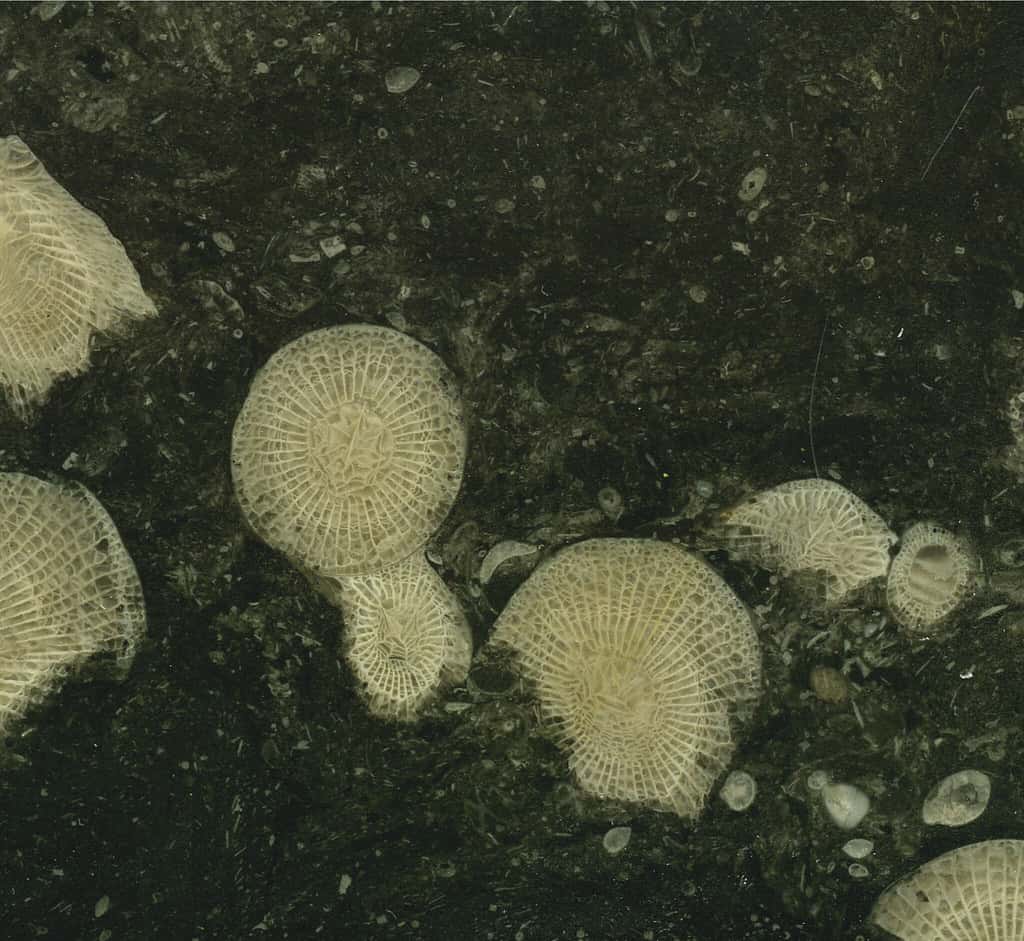 David Attenborough Facts