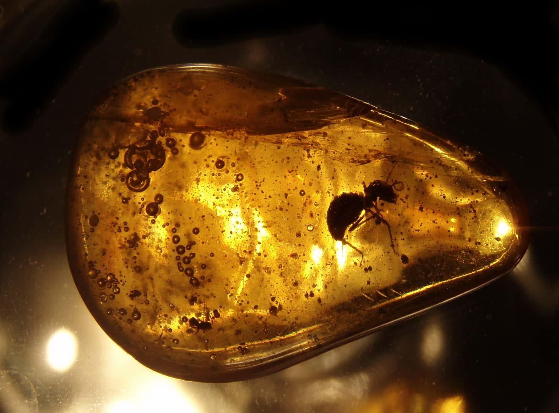 David Attenborough Facts