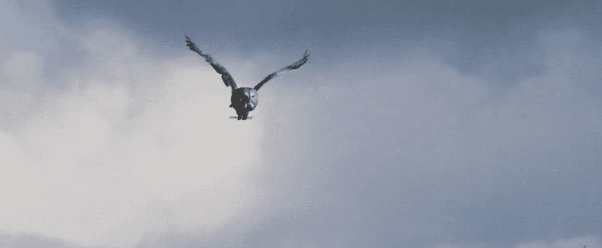 Harry Potter Issues Facts