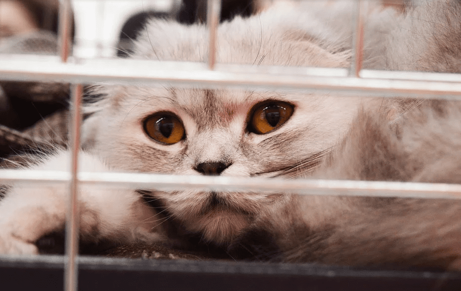 Wholesome Secrets Facts