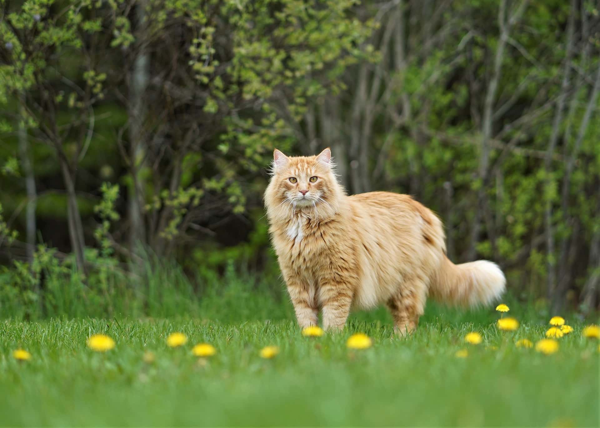 They Can Never Get Over facts