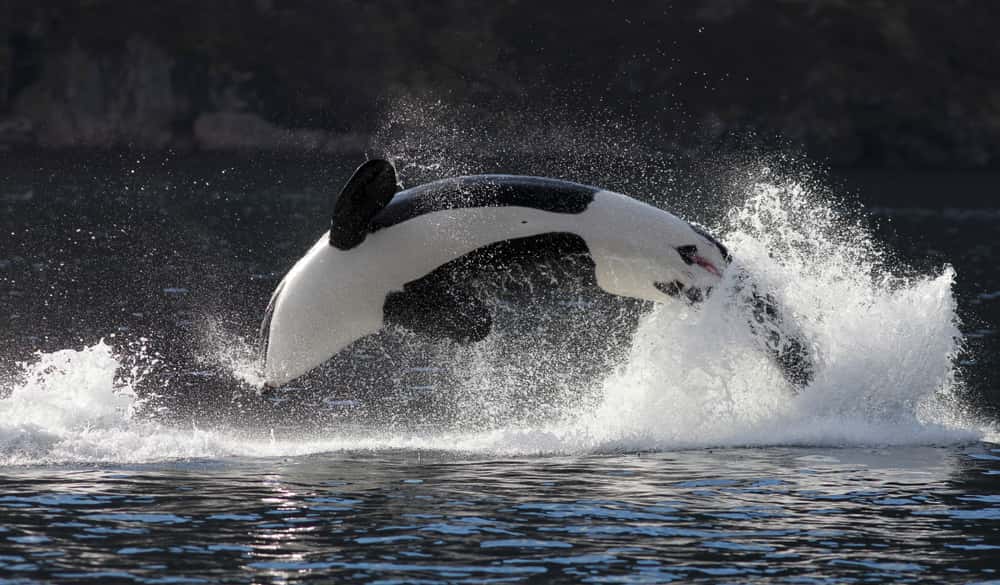 Are Orcas Whales?