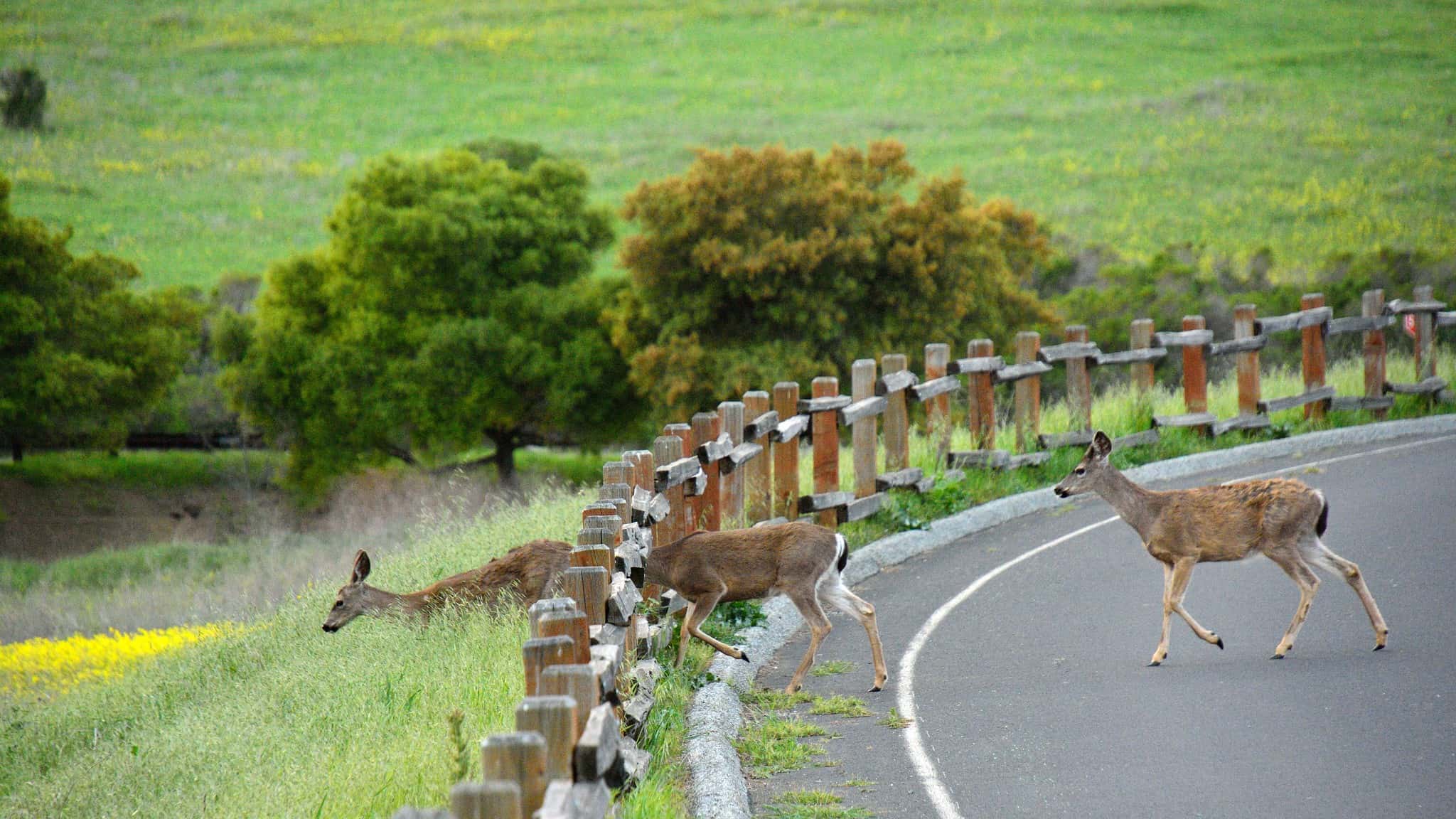 I’m In Big Trouble Facts