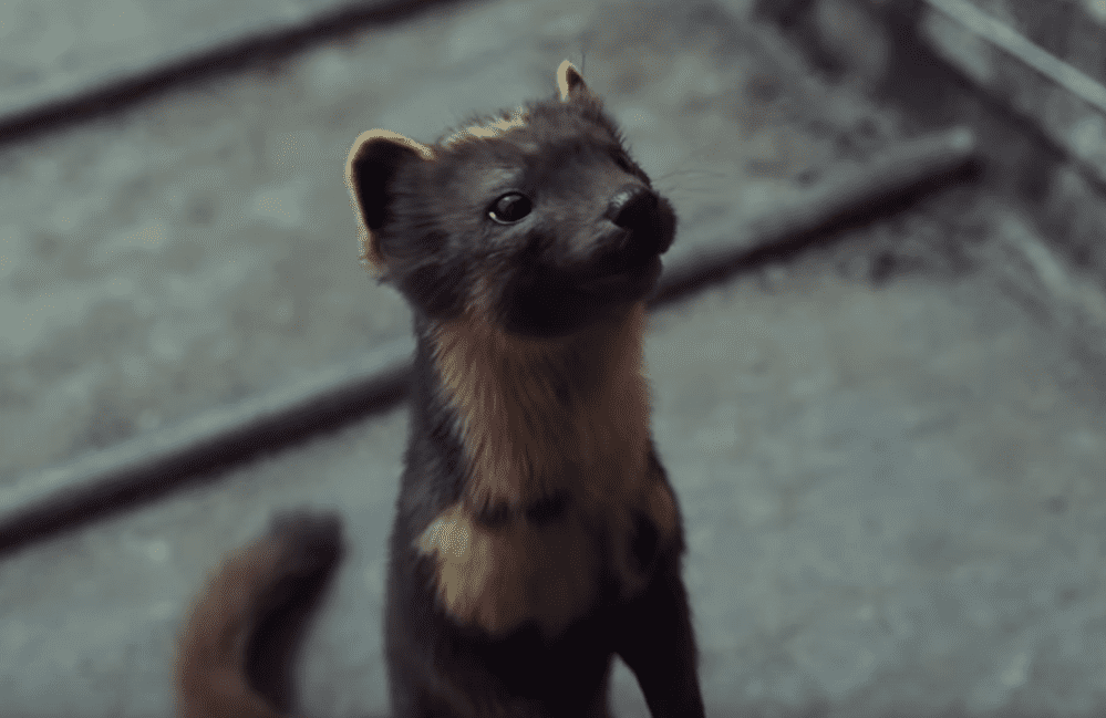 His Dark Materials facts