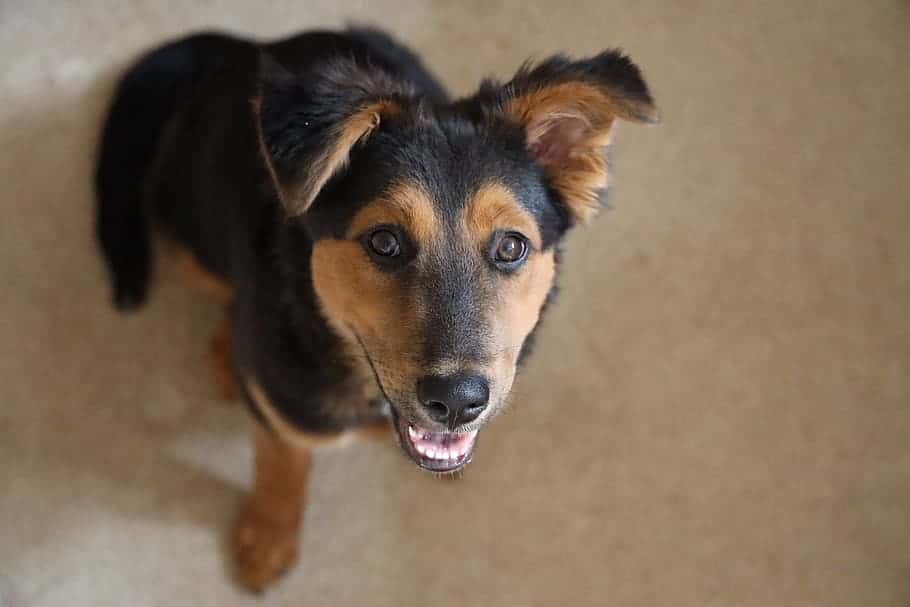 Secret Wish Never Found Facts