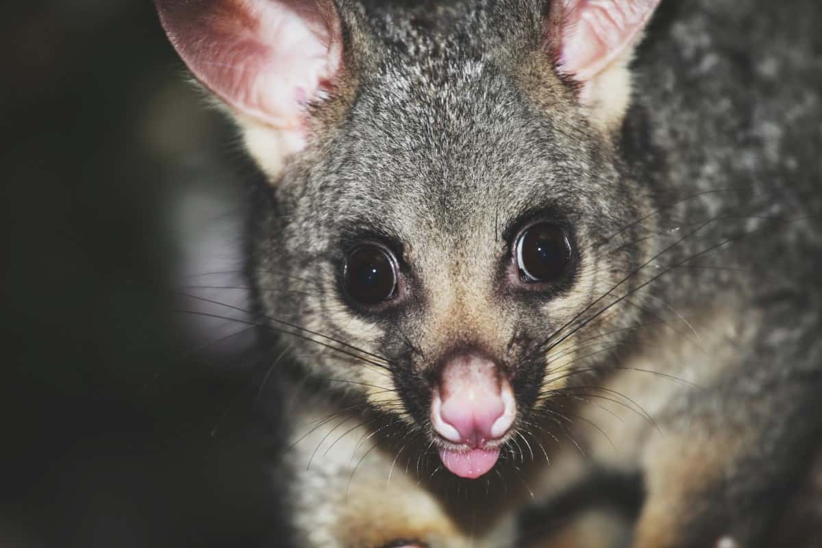 Law Enforcement Creepy Calls Facts