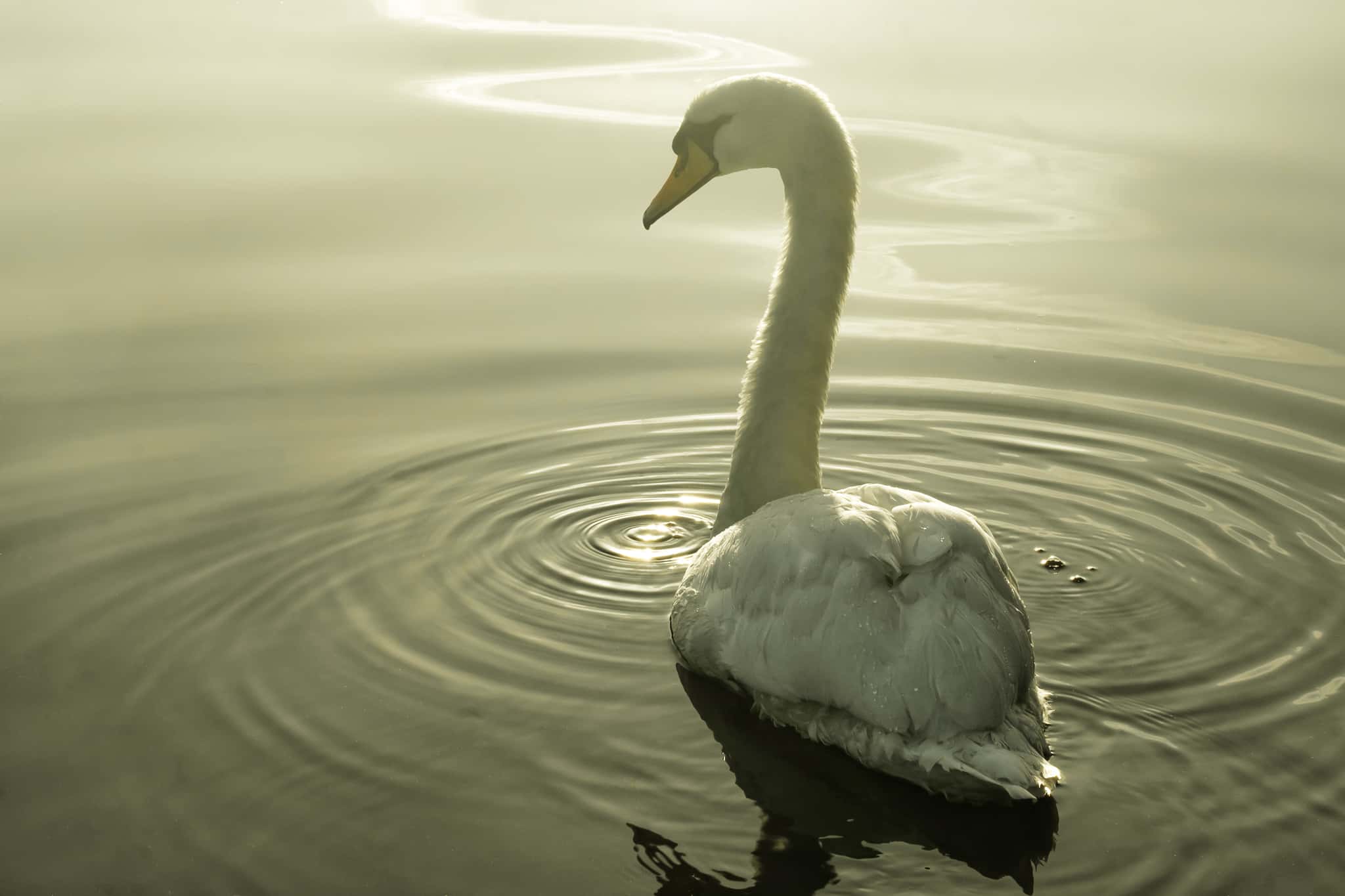 Elsa Lanchester Facts