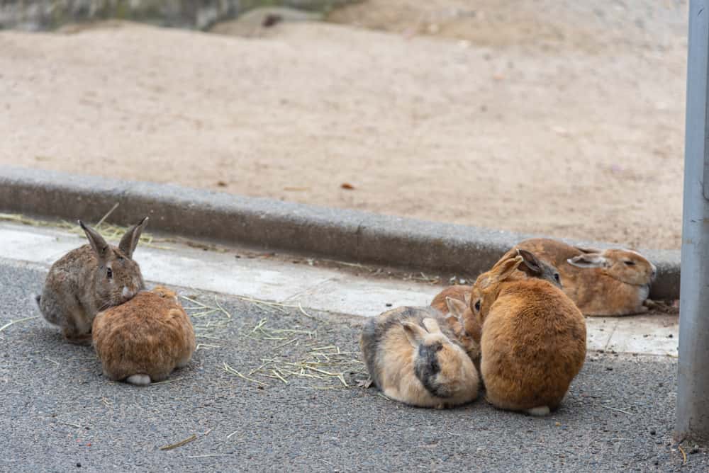 Creepy Things Witnessed facts