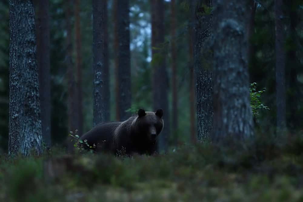 Creepy Camping Experiences Facts