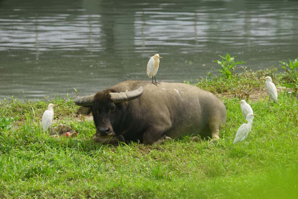 Search Histories facts