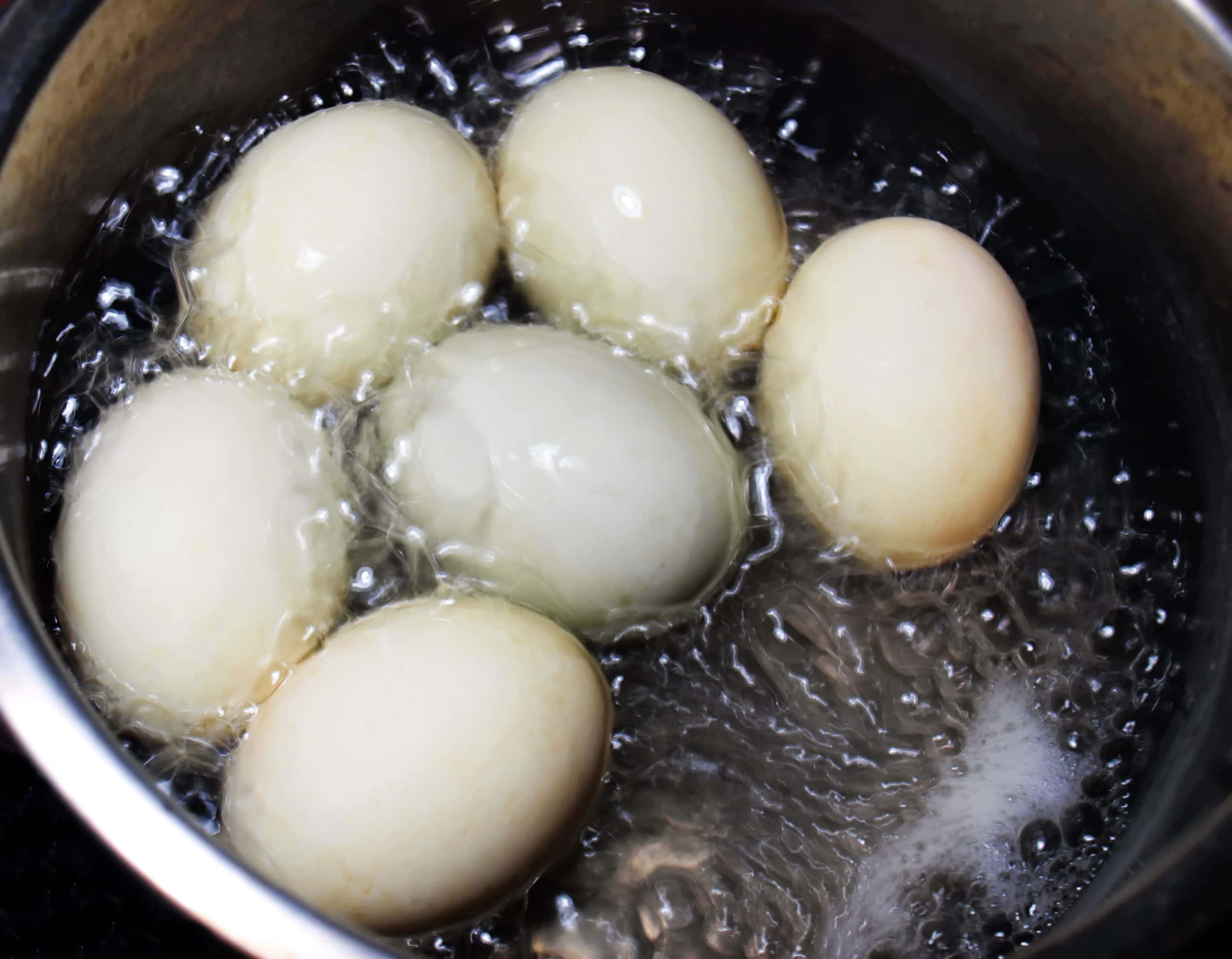 Search Histories facts