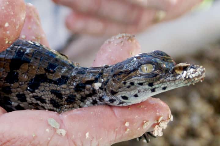 Dangerous Crooks And Charlatans Facts