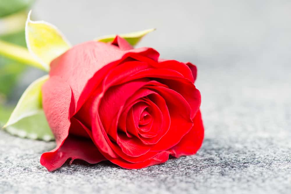 Crazy funerals facts