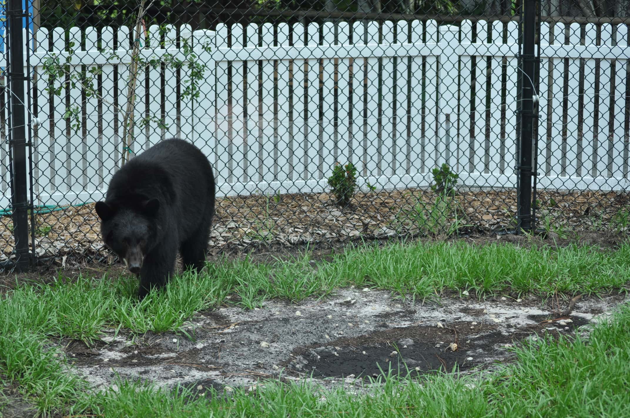 Teacher Excuses facts