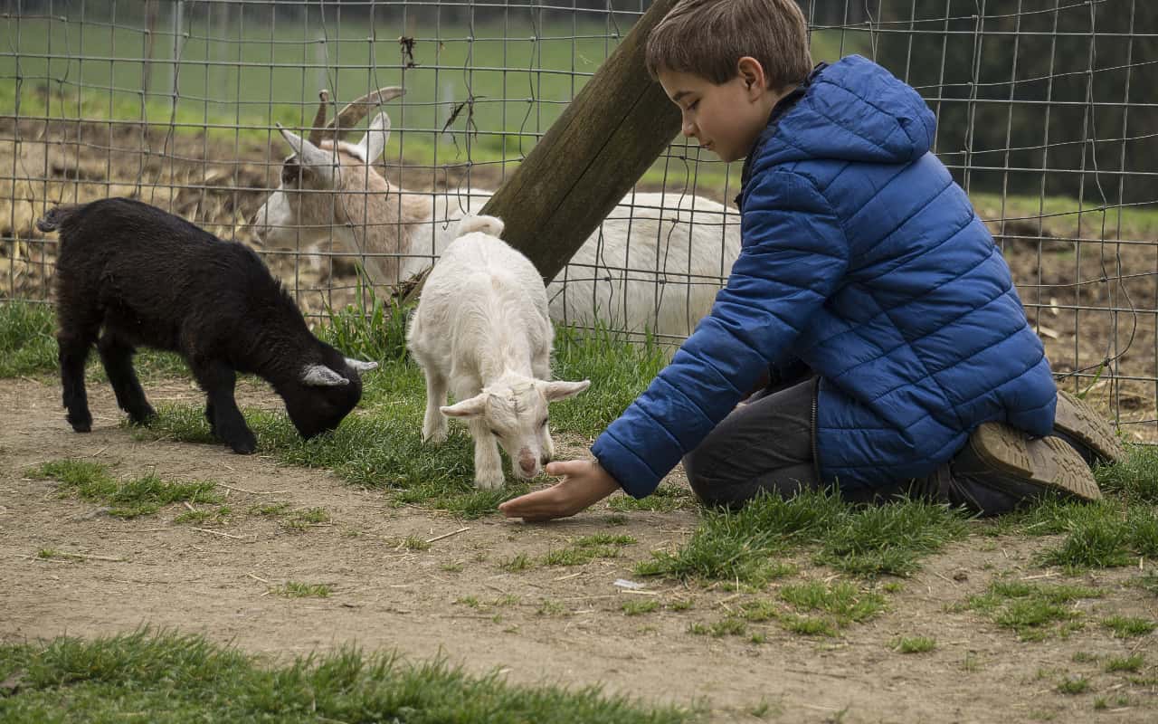 Teacher Excuses facts