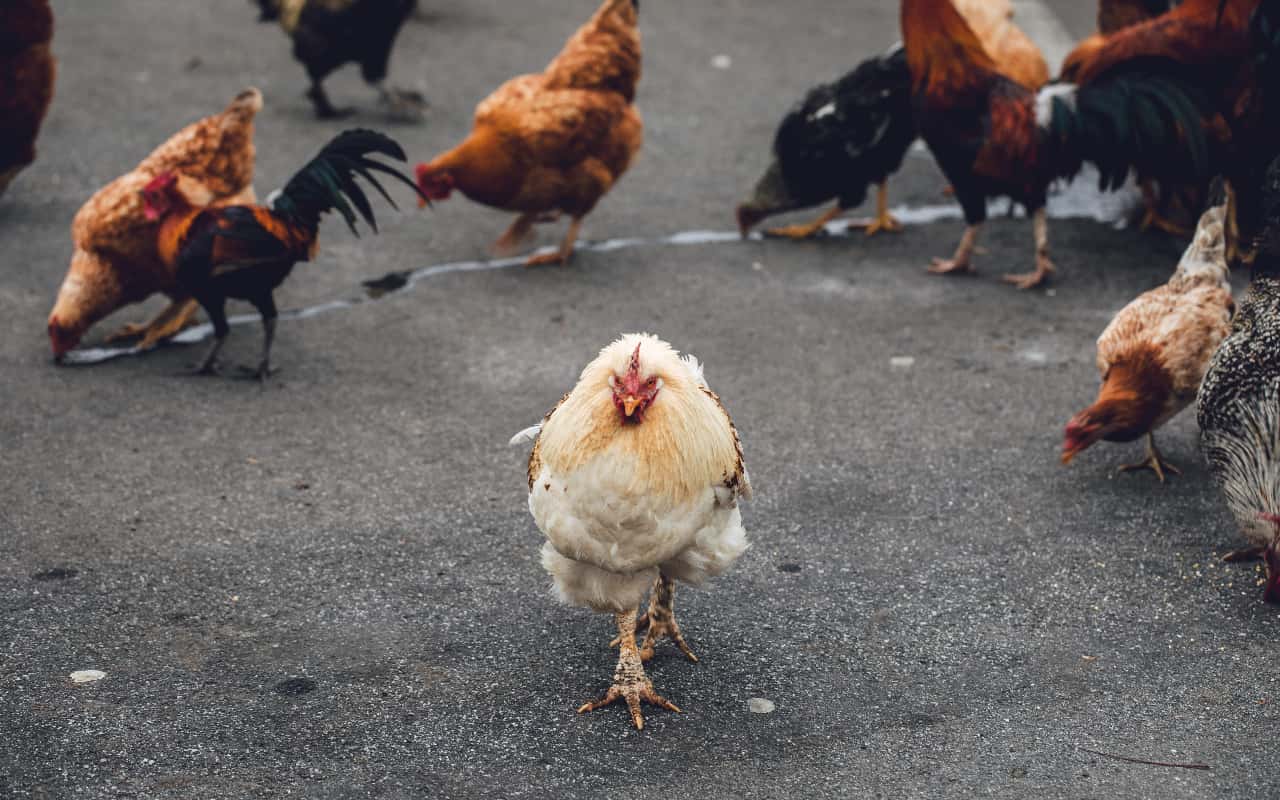 Teacher Excuses facts