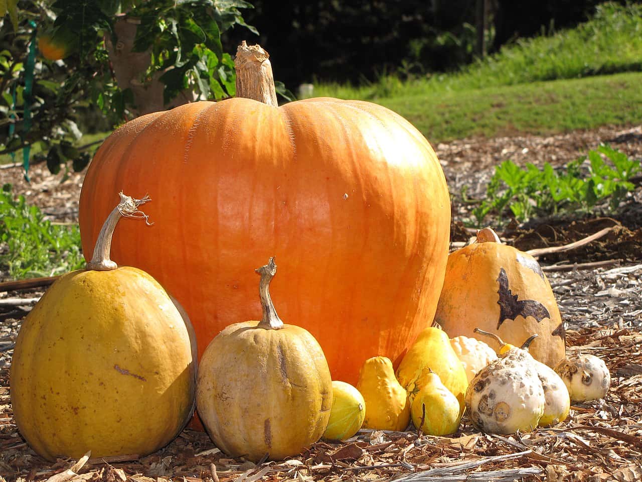 Petty Revenges facts 