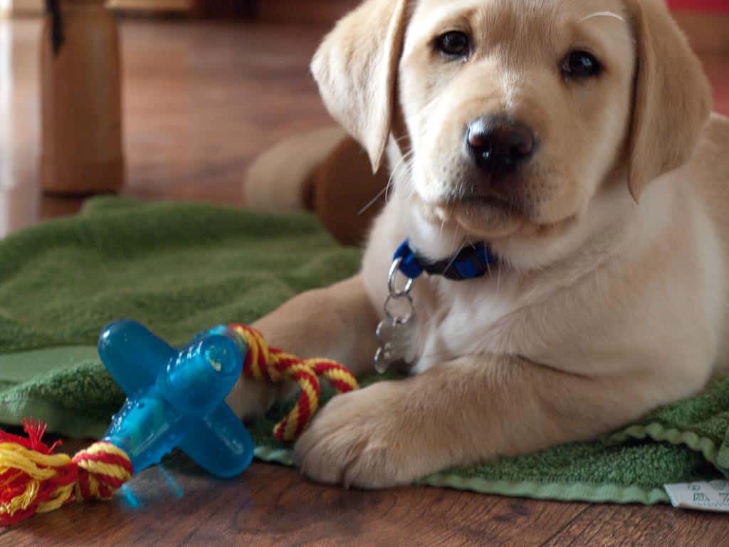 Make You Smile Facts