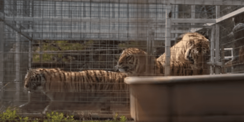 Tiger King Facts