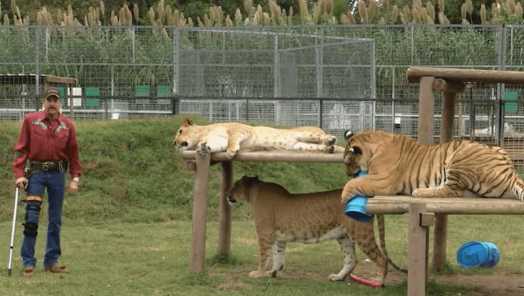 Tiger King Facts