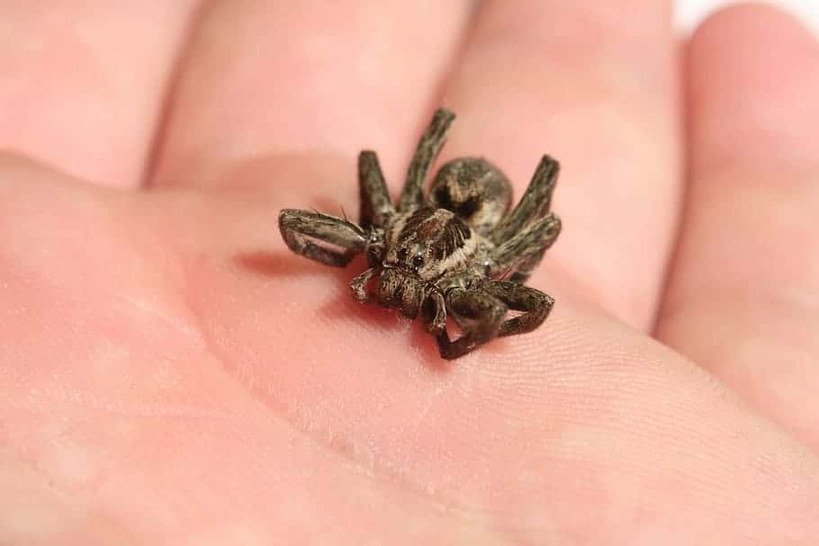 Parenting Backfired Facts