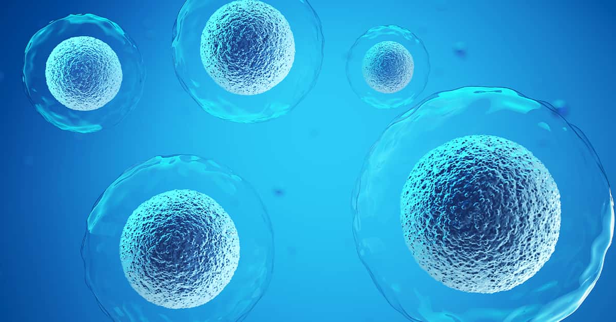 why do cells divide editorial