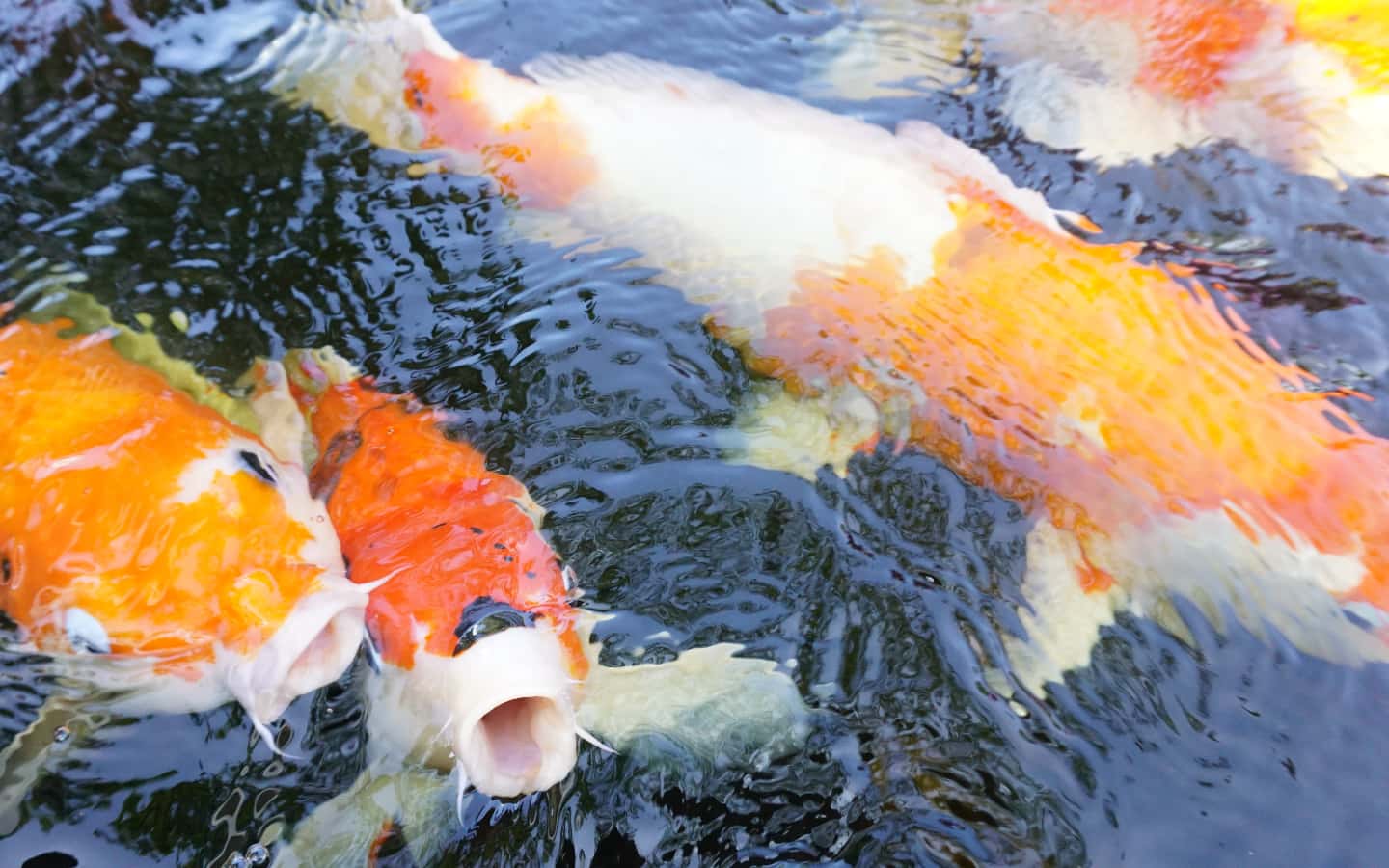 Divorce Horror Stories facts