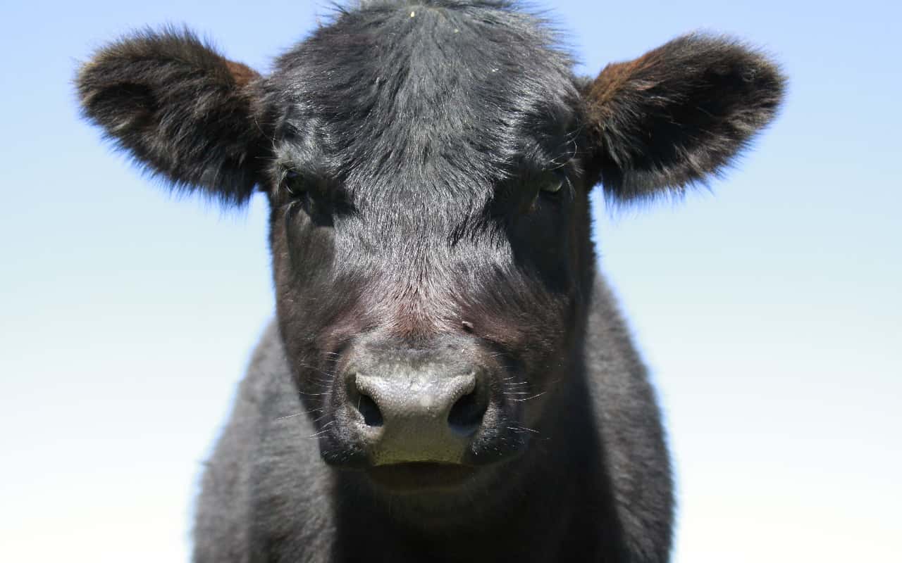 Need to Leave Now facts