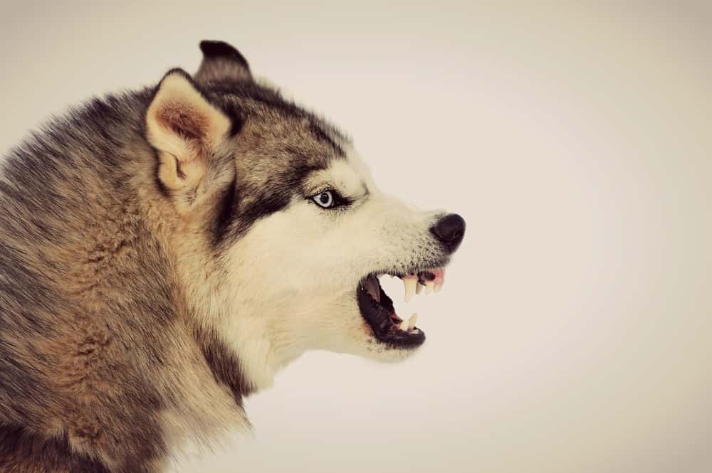 Creepiest Thing Facts