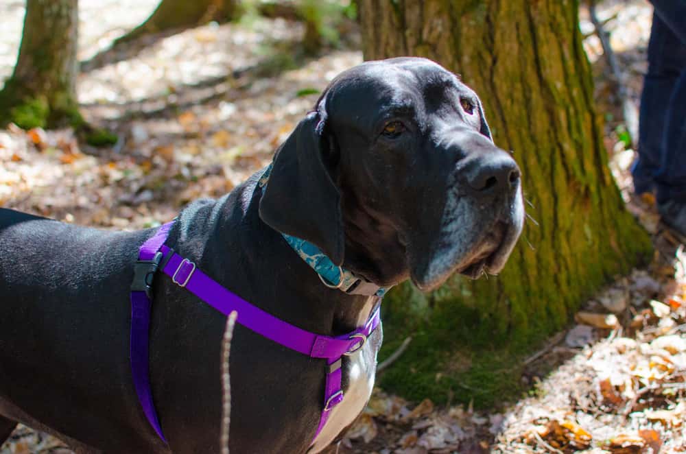 Need to Leave Now facts