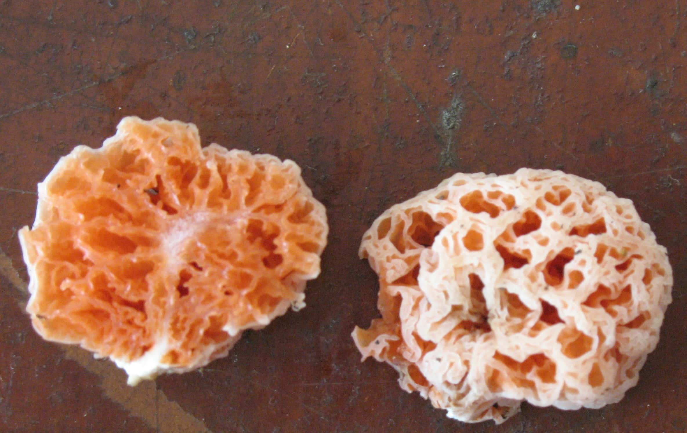 Spongebob Squarepants Facts