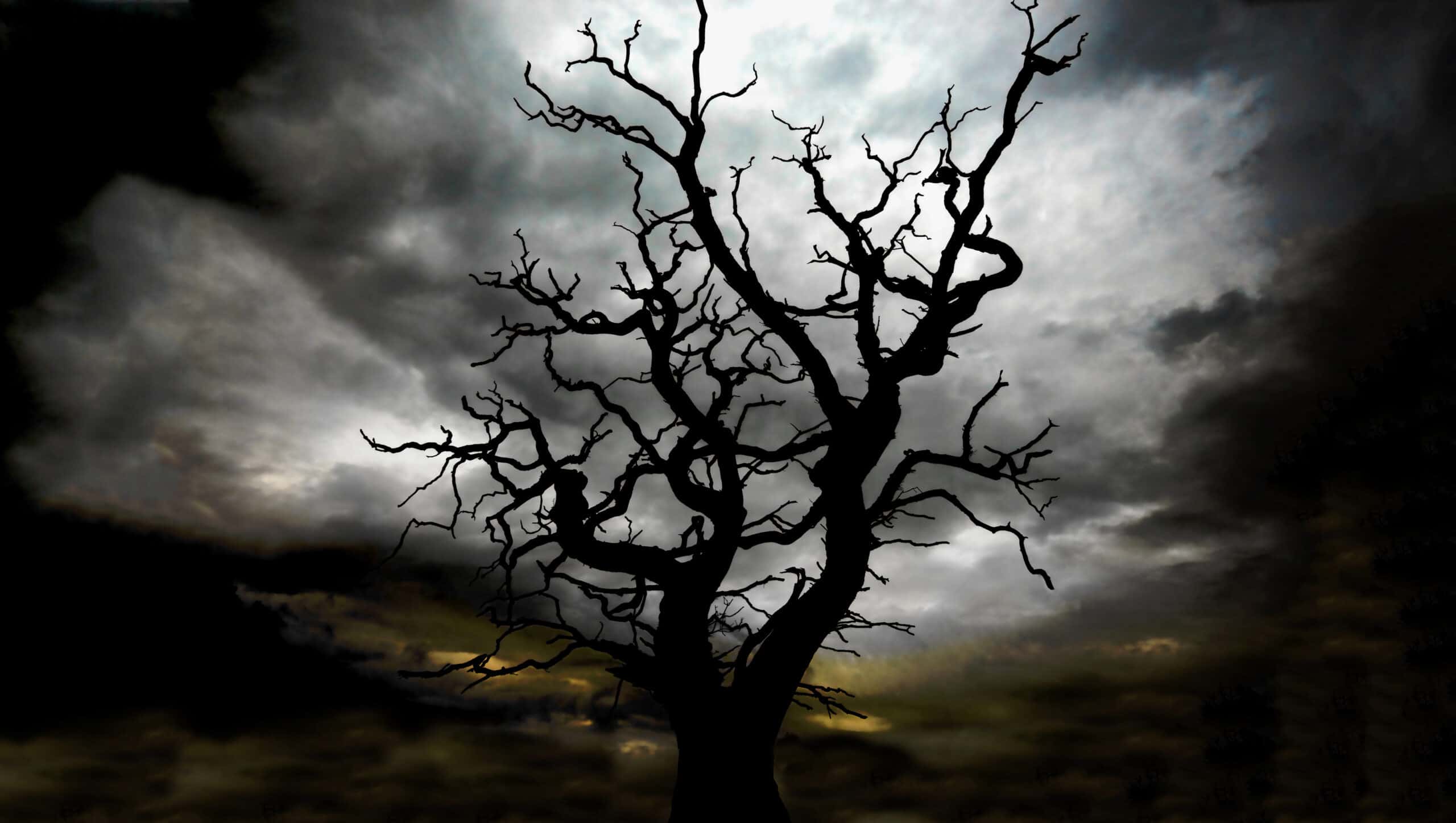 Tana French's Best Books