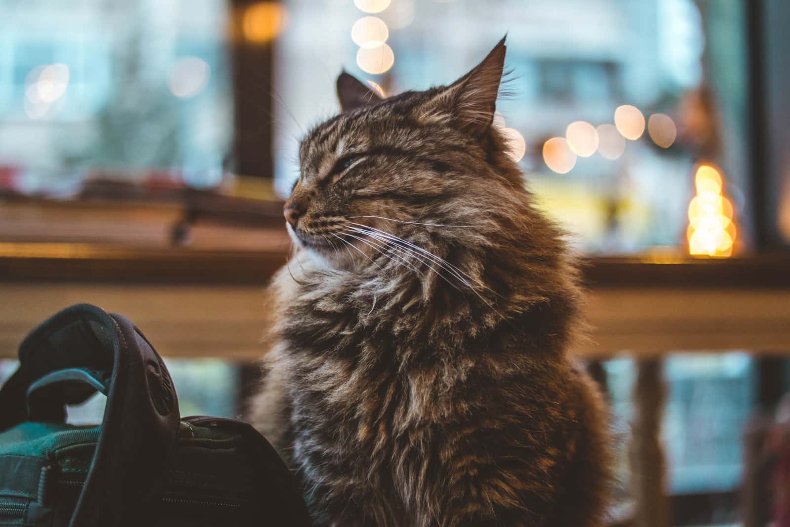 Bad Houseguest facts