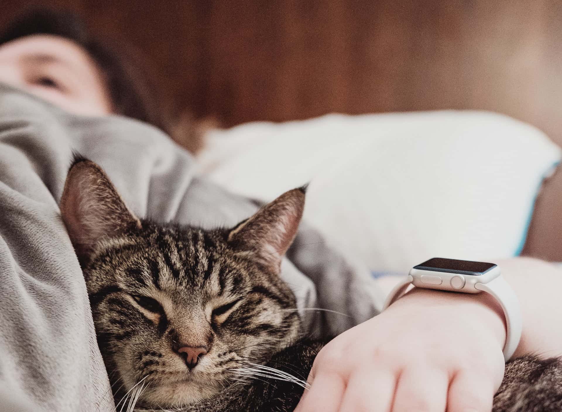 Bad Houseguest facts