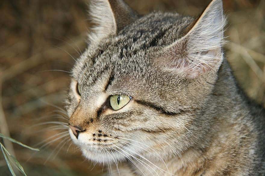 Adult temper tantrum