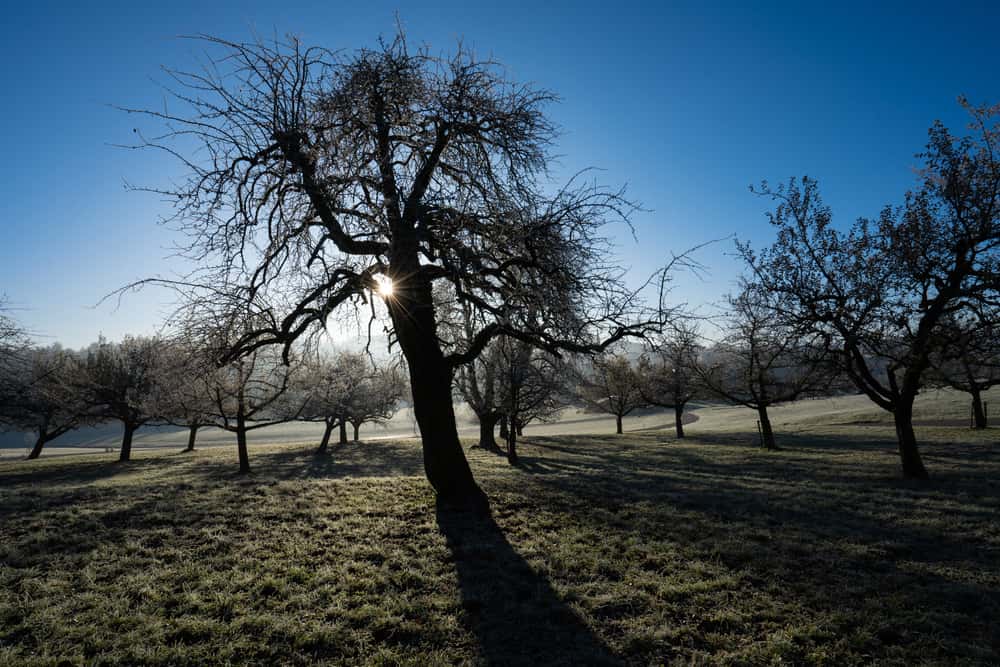 Astrid of Sweden Facts