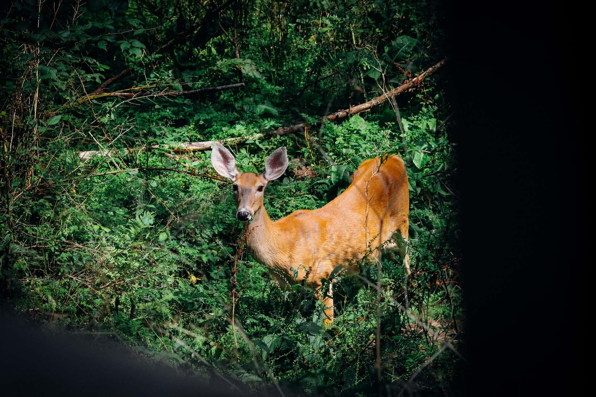 Lawyers should have mentioned