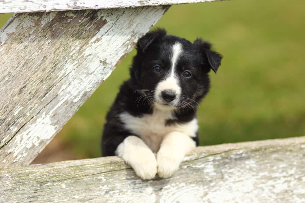 Puppy on farm