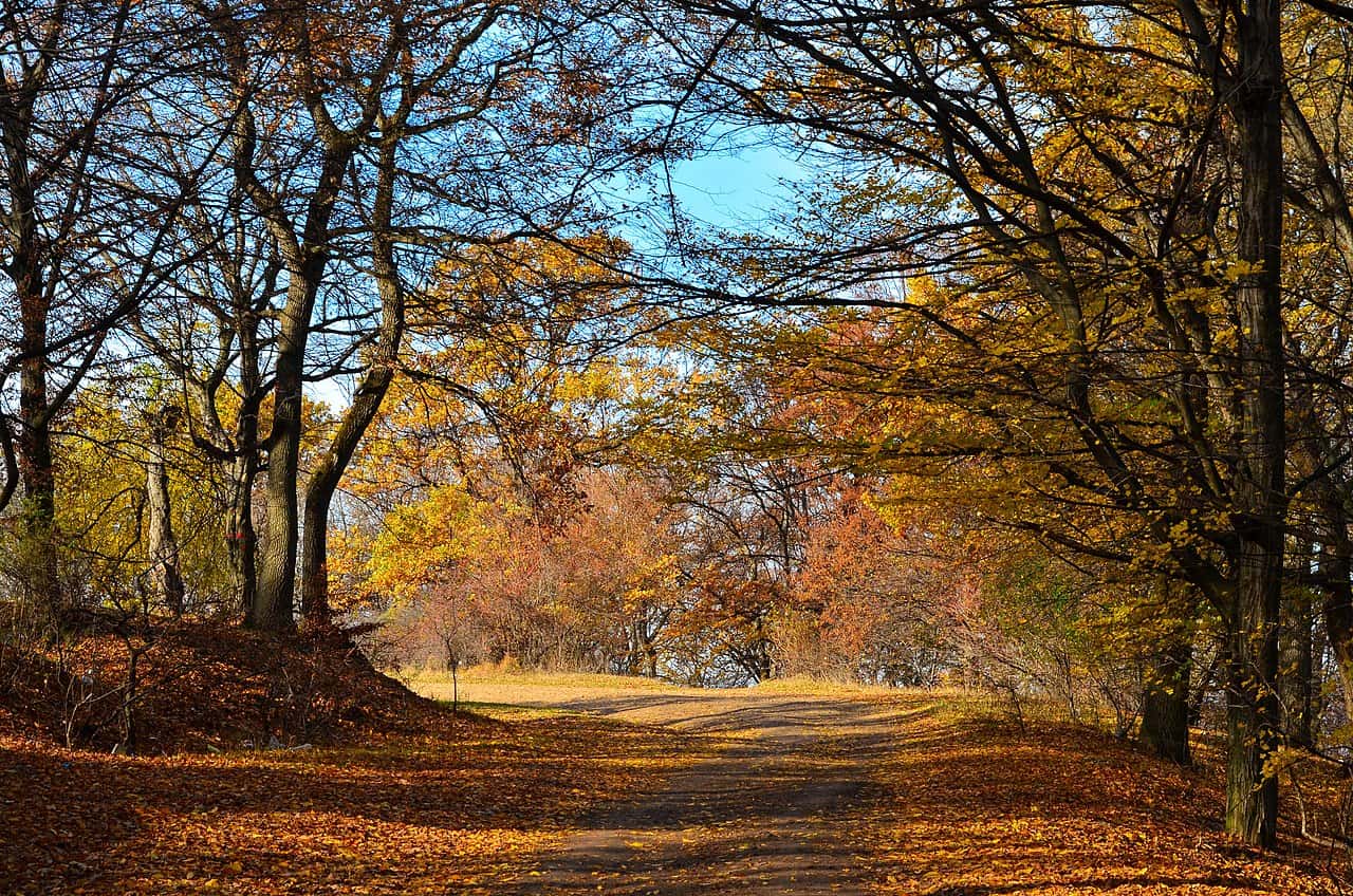 Hoia Baciu Forest, Romania - autumn 2012