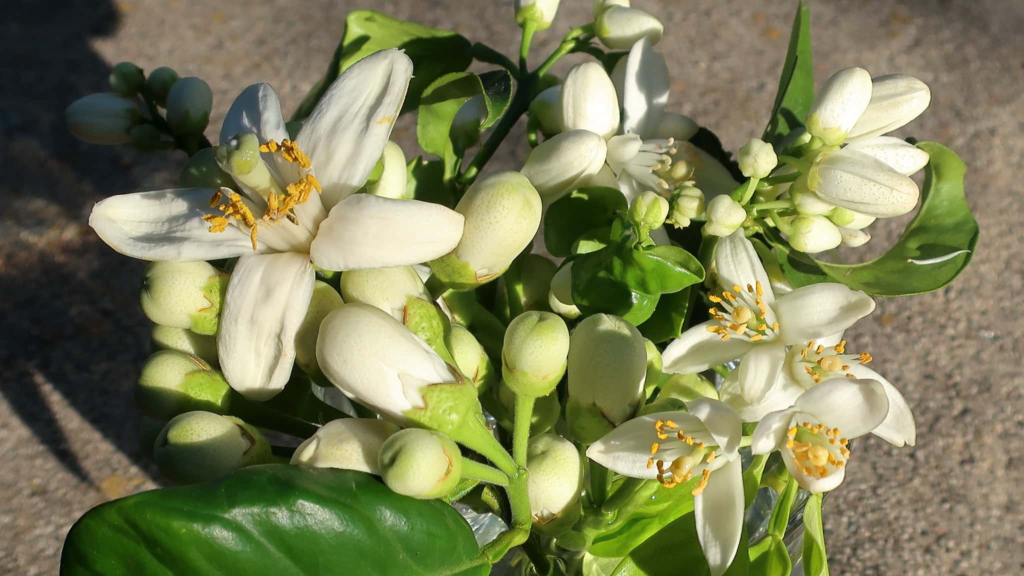 Prince Albert Victor facts