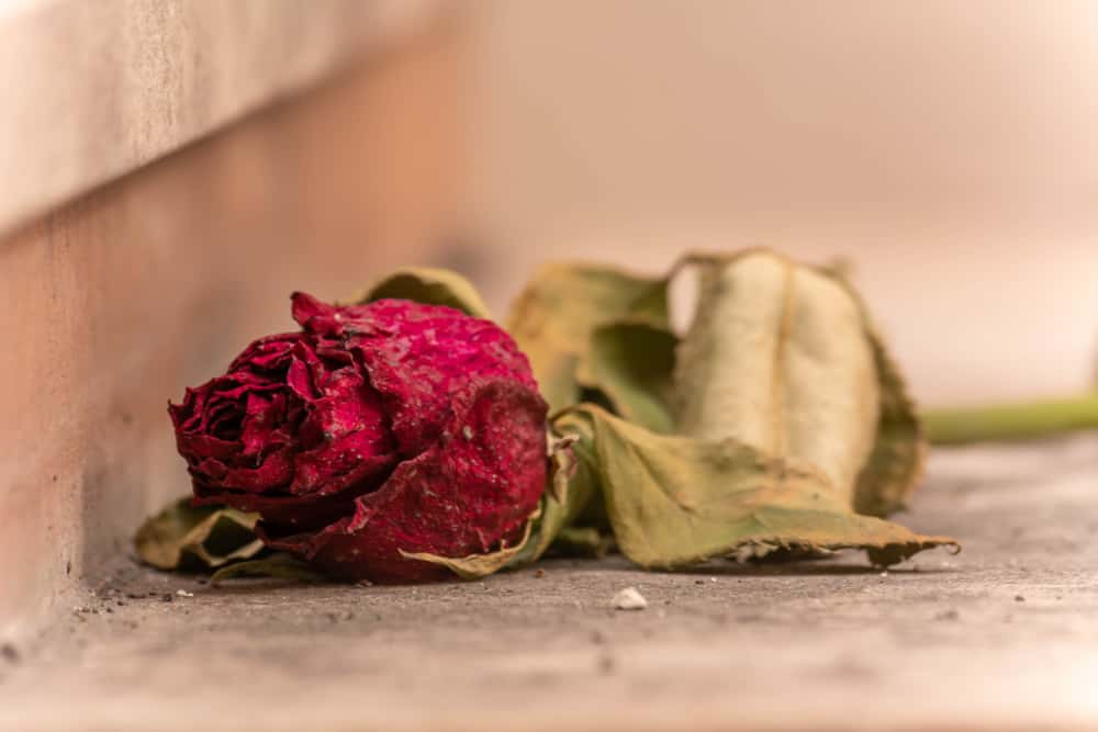 King Frederick V Facts