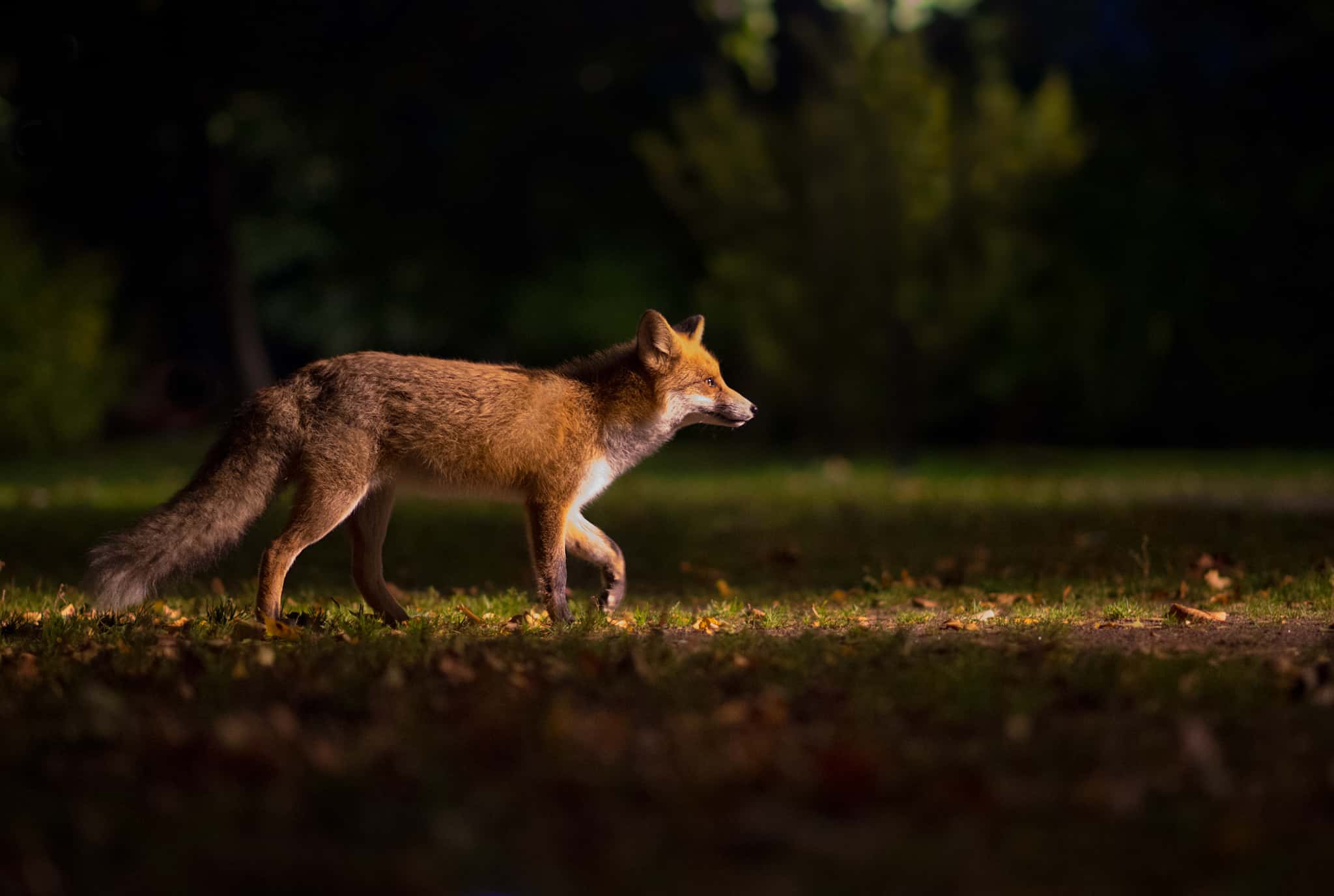 Scariest Noise Facts