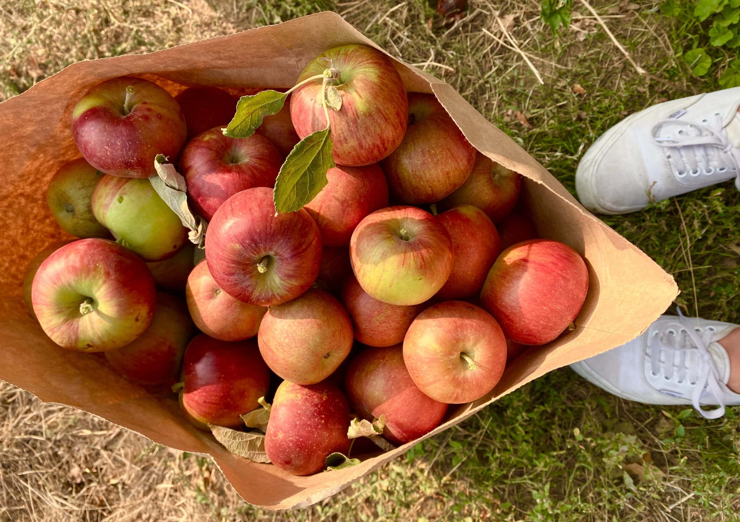 From Crush To Disgust Facts