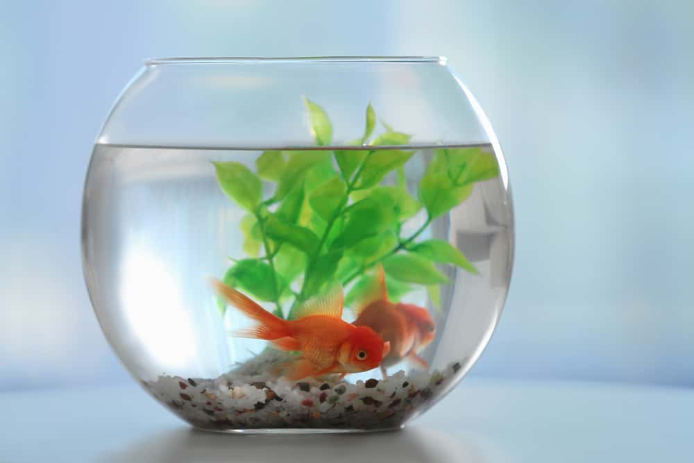 Glitch In The Matrix